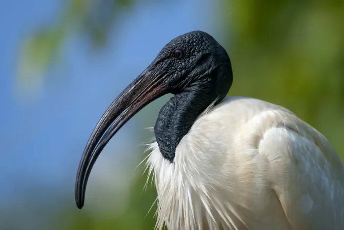 Framed Print : Black-headed Ibis / Oriental Ibis (Threskiornis melanocephalus), Karnataka, India Framed Print : Black-headed Ibis / Oriental Ibis (Threskiornis melanocephalus), Karnataka, India