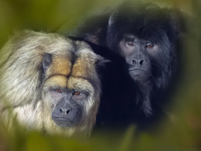 Framed Print : Black howler (Alouatta caraya) male and female, captive, occurs in Brazil and Paraguay Framed Print : Black howler (Alouatta caraya) male and female, captive, occurs in Brazil and Paraguay