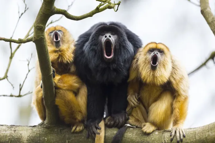 Framed Print : Black howler monkeys (Alouatta caraya) male and two females calling from tree, captive Framed Print : Black howler monkeys (Alouatta caraya) male and two females calling from tree, captive
