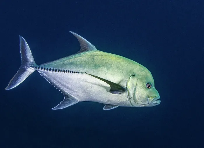 Framed Print : Black jack (Caranx lugubris) portrait, uncommon in the Eastern Pacific, it reaches a maximum length of at least 80cm / 3ft. Dirty Rock, Cocos Island, Costa Rica, Pacific Ocean
