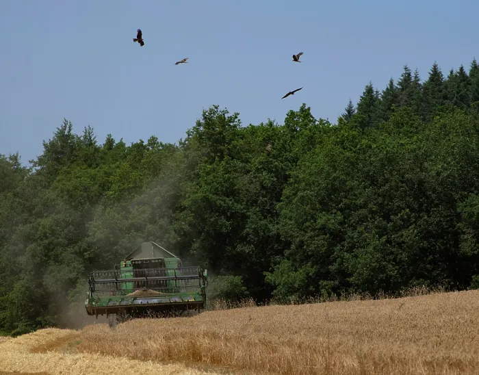 Framed Print : Black kites (Milvus migrans) circling above field feeding on insects as combine harvester harvests crop, Le Morvan, France. June Framed Print : Black kites (Milvus migrans) circling above field feeding on insects as combine harvester harvests crop, Le Morvan, France. June