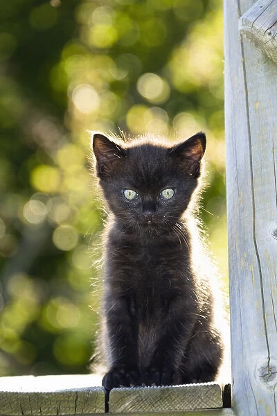 Black kitten in garden, Germany For sale as Framed Prints, Photos