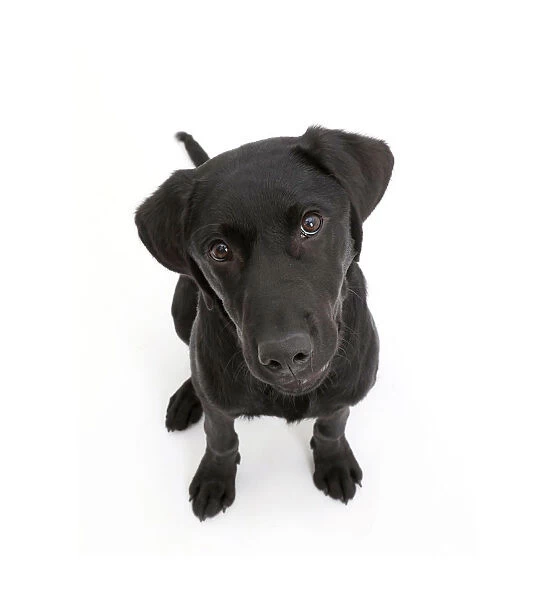 Black Labrador dog, age 6 months, sitting and looking up