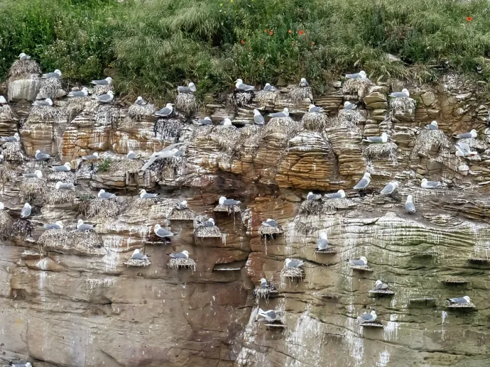 Framed Print : Black legged kittiwake (Rissa tridactyla) colony using artificial nesting platforms attached to the sea cliff, Coquet Island near Amble, Northumberland, UK. May Framed Print : Black legged kittiwake (Rissa tridactyla) colony using artificial nesting platforms attached to the sea cliff, Coquet Island near Amble, Northumberland, UK. May