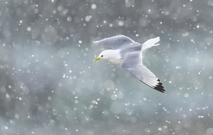 Framed Print : Black-legged kittiwake (Rissa tridactyla) in flight over Newcastle city centre in a blizzard Framed Print : Black-legged kittiwake (Rissa tridactyla) in flight over Newcastle city centre in a blizzard