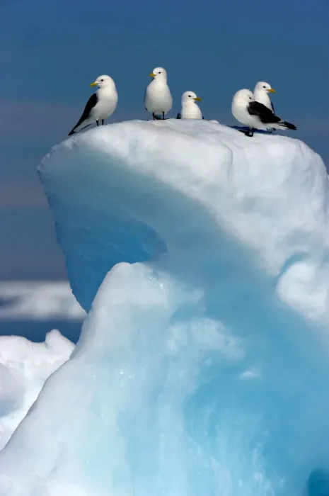 Framed Print : Black-legged Kittiwake (Rissa tridactyla) on ice. Floe edge, Arctic Bay, Nunavut, Canada, April Framed Print : Black-legged Kittiwake (Rissa tridactyla) on ice. Floe edge, Arctic Bay, Nunavut, Canada, April