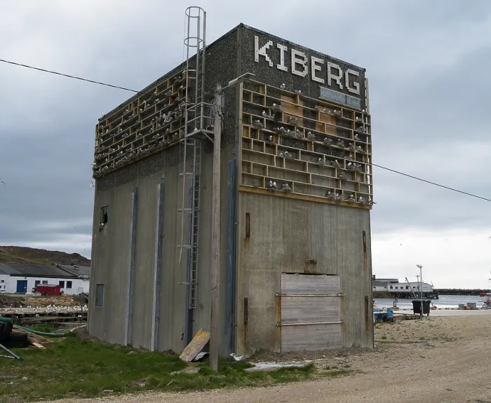 Framed Print : Black-legged kittiwakes (Rissa tridactyla) nesting colony at the Kiberg Kittiwake Hotel, a purpose built structure, complete with neon sign, Kiberg harbour, Varanger Fjord Framed Print : Black-legged kittiwakes (Rissa tridactyla) nesting colony at the Kiberg Kittiwake Hotel, a purpose built structure, complete with neon sign, Kiberg harbour, Varanger Fjord