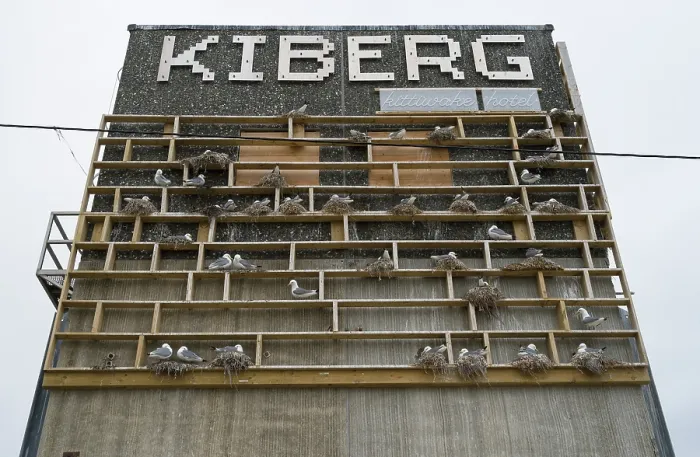 Framed Print : Black-legged kittiwakes (Rissa tridactyla) nesting colony at the Kiberg Kittiwake Hotel, a purpose built structure, complete with neon sign, Kiberg harbour, Varanger Fjord Framed Print : Black-legged kittiwakes (Rissa tridactyla) nesting colony at the Kiberg Kittiwake Hotel, a purpose built structure, complete with neon sign, Kiberg harbour, Varanger Fjord
