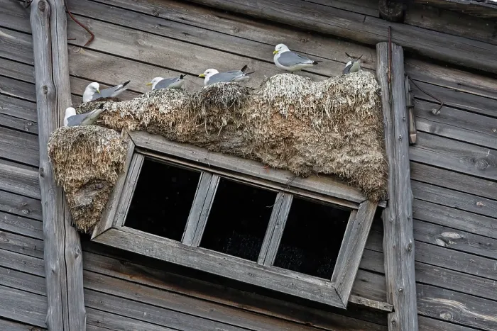 Framed Print : Black-legged kittiwakes (Rissa tridactyla) nesting on side of wooden building, Pyramiden, Svalbard, Norway. July Framed Print : Black-legged kittiwakes (Rissa tridactyla) nesting on side of wooden building, Pyramiden, Svalbard, Norway. July