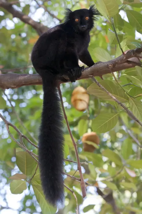 Framed Print : Black Lemur (Eulemur macaco) male, Nosy Komba, Madagascar