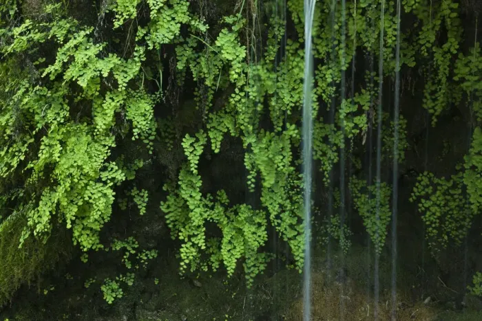 Framed Print : Black maidenhair fern (Adiantum capillus veneris) with water falling past, near Kravice falls Framed Print : Black maidenhair fern (Adiantum capillus veneris) with water falling past, near Kravice falls