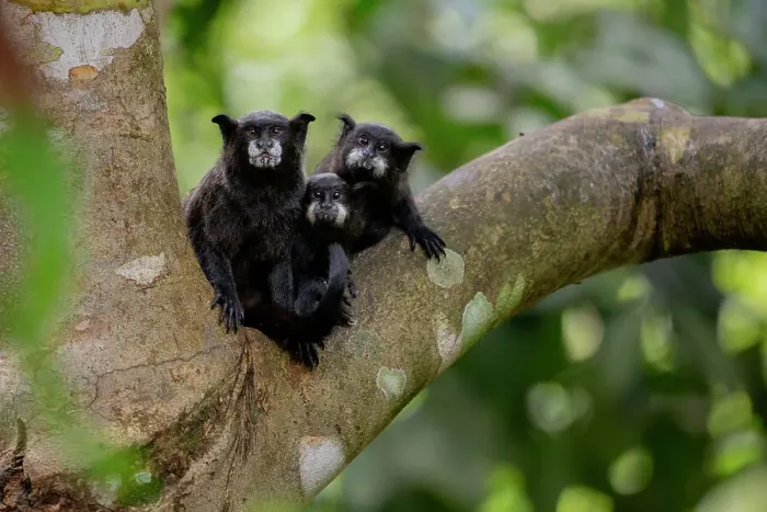 Framed Print : Black-mantled tamarin (Leontocebus nigricollis) pair with infant, sitting in tree, Cuyabeno Reserve, Sucumbios, Ecuador Framed Print : Black-mantled tamarin (Leontocebus nigricollis) pair with infant, sitting in tree, Cuyabeno Reserve, Sucumbios, Ecuador
