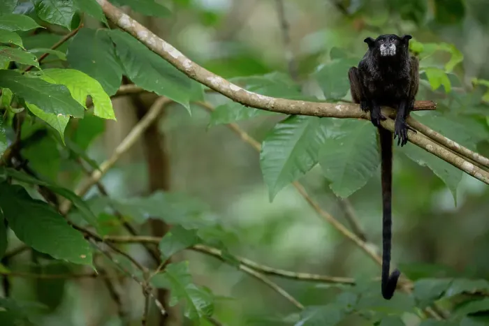 Framed Print : Black-mantled tamarin (Leontocebus nigricollis) sitting on branch in rainforest, Cuyabeno Reserve, Sucumbios, Ecuador Framed Print : Black-mantled tamarin (Leontocebus nigricollis) sitting on branch in rainforest, Cuyabeno Reserve, Sucumbios, Ecuador