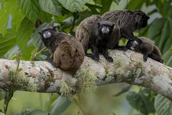 Black-Mantled Tamarin (Saguinus nigricollis) group with social grooming, Sumaco, Napo, Ecuador