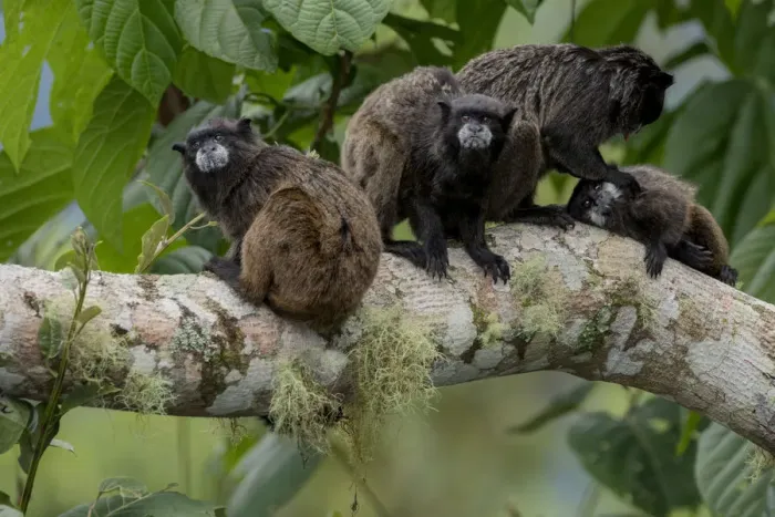 Framed Print : Black-Mantled Tamarin (Saguinus nigricollis) group with social grooming, Sumaco, Napo, Ecuador Framed Print : Black-Mantled Tamarin (Saguinus nigricollis) group with social grooming, Sumaco, Napo, Ecuador