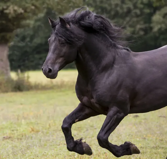 Framed Print : Black Merens stallion running in pasture. Northern France, Europe. February Framed Print : Black Merens stallion running in pasture. Northern France, Europe. February