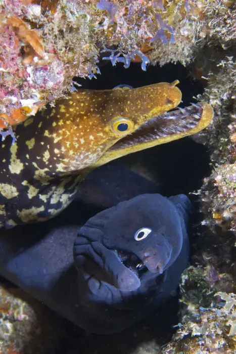 Framed Print : Black moray (Muraena augusti) and Tiger moray eels (Enchelycore anatina) peering out from a rock crevice with mouths open, Tenerife, Canary Islands, Atlantic Ocean Framed Print : Black moray (Muraena augusti) and Tiger moray eels (Enchelycore anatina) peering out from a rock crevice with mouths open, Tenerife, Canary Islands, Atlantic Ocean
