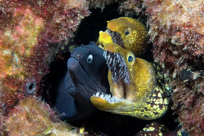 Framed Print : Black moray (Muraena augusti) and two Tiger morays (Enchelycore anatina) peering out from hole in rocks with mouth open wide, Tenerife, Canary Islands, Atlantic Ocean Framed Print : Black moray (Muraena augusti) and two Tiger morays (Enchelycore anatina) peering out from hole in rocks with mouth open wide, Tenerife, Canary Islands, Atlantic Ocean