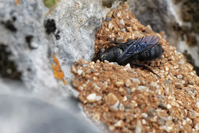 Framed Print : Black mud bee / Wall bee (Megachile parietina) female entering its nest constructed from sand and small stones attached to limestone rock, Corfu, Greece. May Framed Print : Black mud bee / Wall bee (Megachile parietina) female entering its nest constructed from sand and small stones attached to limestone rock, Corfu, Greece. May