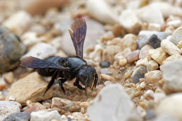 Framed Print : Black mud bee / Wall bee (Megachile parietina) female collecting sand and small stones for its nest from a beach, Corfu, Greece. May Framed Print : Black mud bee / Wall bee (Megachile parietina) female collecting sand and small stones for its nest from a beach, Corfu, Greece. May