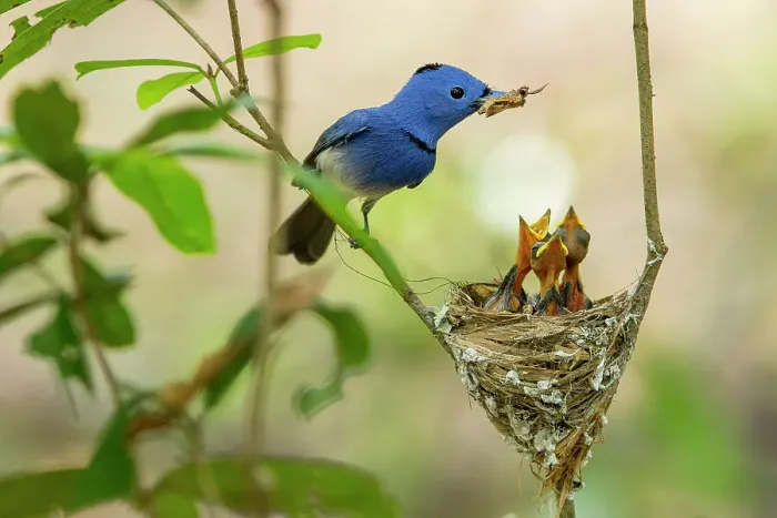 Framed Print : Black-naped monarch / Black-naped blue flycatcher (Hypothymis azurea) male, with insect prey in beak, feeding three chicks at nest, Wilpattu National Park, Sri Lanka Framed Print : Black-naped monarch / Black-naped blue flycatcher (Hypothymis azurea) male, with insect prey in beak, feeding three chicks at nest, Wilpattu National Park, Sri Lanka