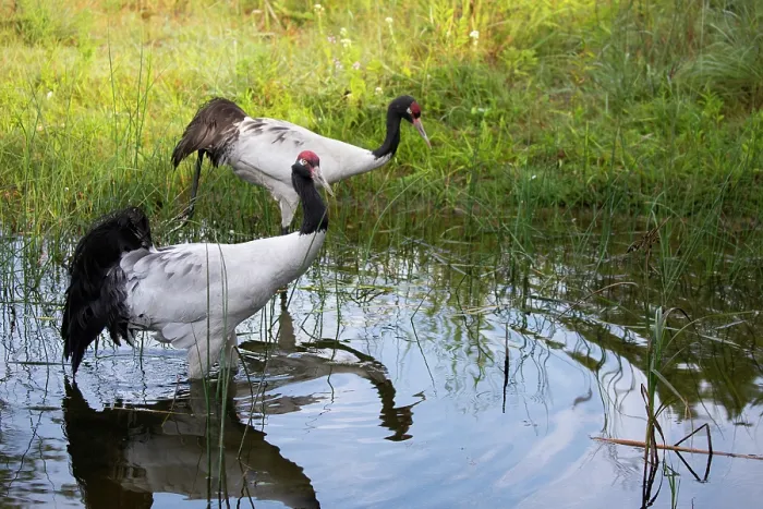 Framed Print : Two Black-necked cranes (Grus nigricollis) standing in shallow water, International Crane Foundation, Baraboo, Wisconsin, USA. Captive, occurs in Asia Framed Print : Two Black-necked cranes (Grus nigricollis) standing in shallow water, International Crane Foundation, Baraboo, Wisconsin, USA. Captive, occurs in Asia