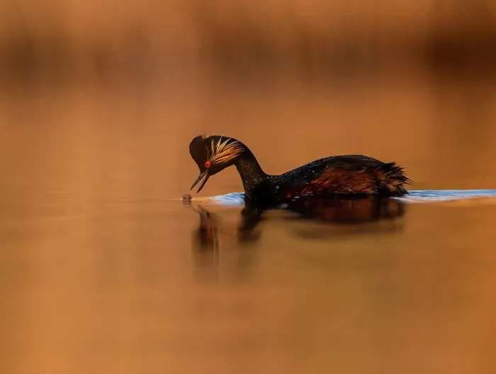 Framed Print : Black-necked grebe (Podiceps nigricollis) feeding on water in wetlands at sunrise, La Mancha, central Spain. April Framed Print : Black-necked grebe (Podiceps nigricollis) feeding on water in wetlands at sunrise, La Mancha, central Spain. April