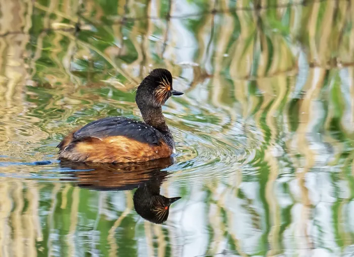 Framed Print : Black necked grebe (Podiceps nigricollis) swimming on lake at St Aidens Nature Reserve near Swillington. This area used to be an old open cast coal mine.Yorkshire, UK. June, 2023 Framed Print : Black necked grebe (Podiceps nigricollis) swimming on lake at St Aidens Nature Reserve near Swillington. This area used to be an old open cast coal mine.Yorkshire, UK. June, 2023