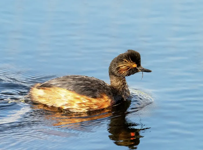 Framed Print : Black necked grebe (Podiceps nigricollis) swimming on lake at St Aidens Nature Reserve near Swillington. This area used to be an old open cast coal mine.Yorkshire, UK. June, 2023 Framed Print : Black necked grebe (Podiceps nigricollis) swimming on lake at St Aidens Nature Reserve near Swillington. This area used to be an old open cast coal mine.Yorkshire, UK. June, 2023