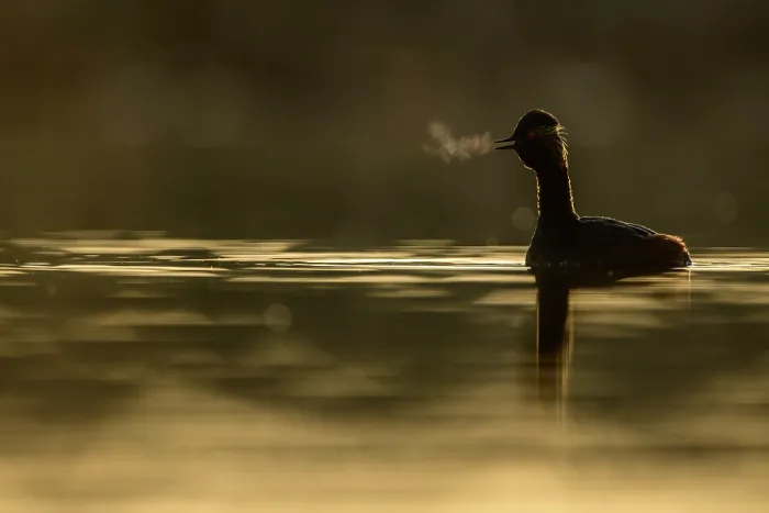Framed Print : Black-necked grebe (Podiceps nigricollis) on water in early morning light with breath visible, La Mancha, central Spain. April Framed Print : Black-necked grebe (Podiceps nigricollis) on water in early morning light with breath visible, La Mancha, central Spain. April
