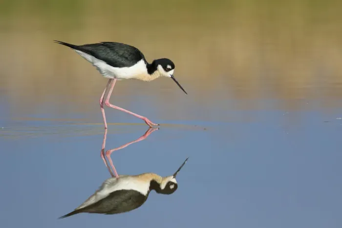 Framed Print : Black-necked Stilt (Himantopus mexicanus), foraging in water, with reflection, Bear Framed Print : Black-necked Stilt (Himantopus mexicanus), foraging in water, with reflection, Bear