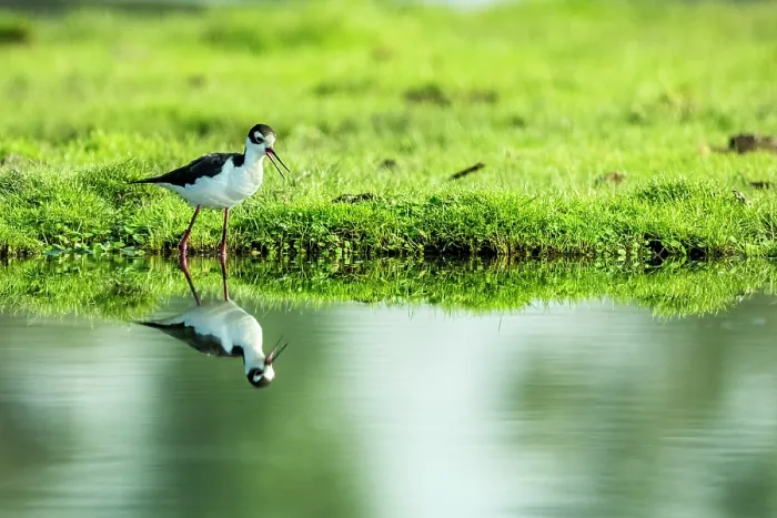 Framed Print : Black-necked stilt (Himantopus mexicanus) standing at edge of canal, Xochimilco, Mexico City, Mexico Framed Print : Black-necked stilt (Himantopus mexicanus) standing at edge of canal, Xochimilco, Mexico City, Mexico