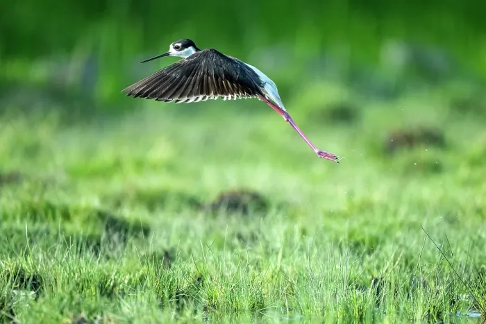 Framed Print : Black-necked stilt (Himantopus mexicanus) taking flight over flooded wetland, Xochimilco, Mexico City, Mexico Framed Print : Black-necked stilt (Himantopus mexicanus) taking flight over flooded wetland, Xochimilco, Mexico City, Mexico