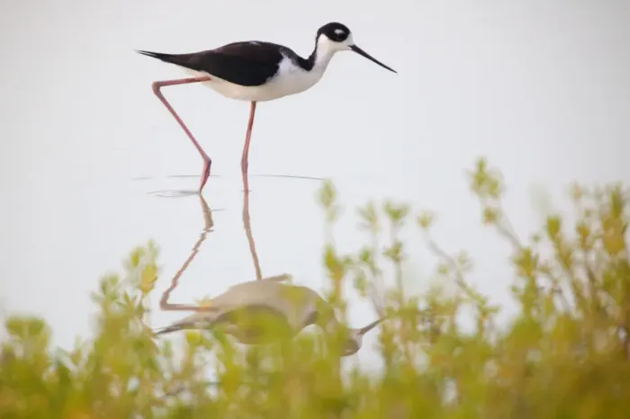 Framed Print : Black-necked Stilt (Himantopus mexicanus) walking, Ria Lagartos Biosphere Reserve