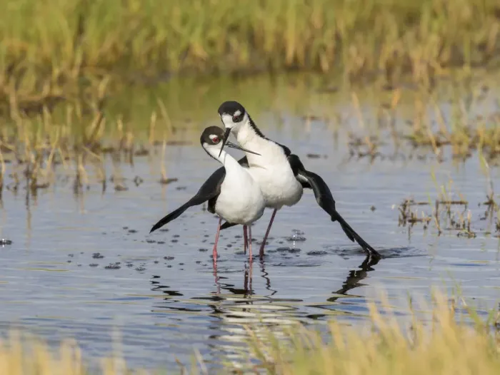 Framed Print : Black-necked stilts (Himantopus mexicanus) pair performing post-copulatory display Framed Print : Black-necked stilts (Himantopus mexicanus) pair performing post-copulatory display