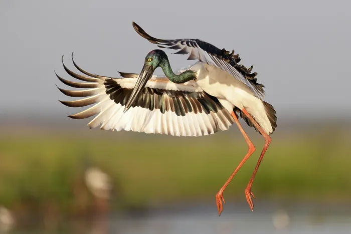 Framed Print : Black-necked stork (Ephippiorhynchus asiaticus) female, landing, Corroboree billbong, Northern Territory, Australia Framed Print : Black-necked stork (Ephippiorhynchus asiaticus) female, landing, Corroboree billbong, Northern Territory, Australia