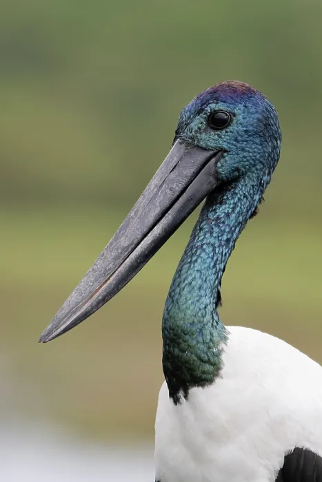 Framed Print : Black-necked stork (Ephippiorhynchus asiaticus) male, head portrait, Fogg Dam Conservation Reserve, Northern Territory, Australia Framed Print : Black-necked stork (Ephippiorhynchus asiaticus) male, head portrait, Fogg Dam Conservation Reserve, Northern Territory, Australia
