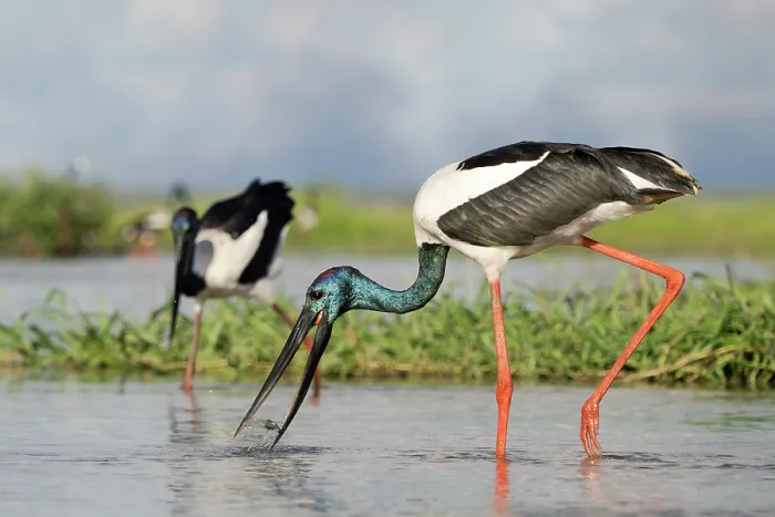 Framed Print : Two Black-necked stork (Ephippiorhynchus asiaticus) males feeding in shallow water, Corroboree billbong, Northern Territory, Australia Framed Print : Two Black-necked stork (Ephippiorhynchus asiaticus) males feeding in shallow water, Corroboree billbong, Northern Territory, Australia