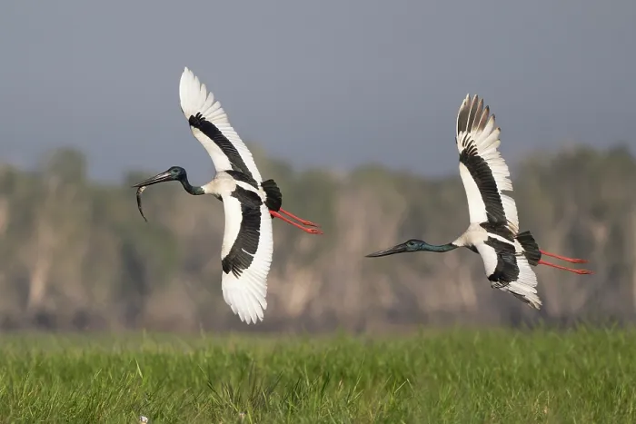 Framed Print : Two Black-necked stork (Ephippiorhynchus asiaticus) males in flight, one trying to steal fish prey from the other, Corroboree Billabong, Northern Territory, Australia Framed Print : Two Black-necked stork (Ephippiorhynchus asiaticus) males in flight, one trying to steal fish prey from the other, Corroboree Billabong, Northern Territory, Australia