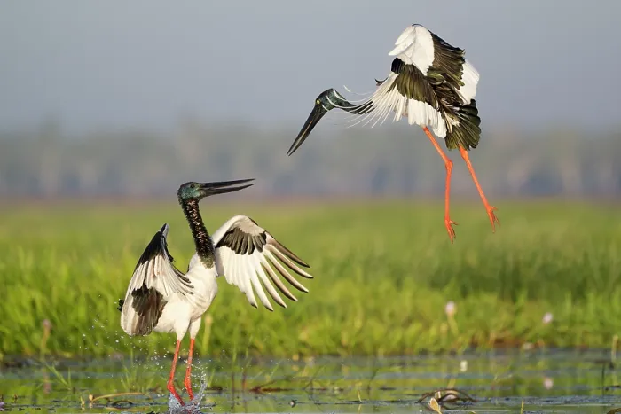 Framed Print : Black-necked storks (Ephippiorhynchus asiaticus) pair, courtship display, Corroboree Billbong, Northern Territory, Australia Framed Print : Black-necked storks (Ephippiorhynchus asiaticus) pair, courtship display, Corroboree Billbong, Northern Territory, Australia
