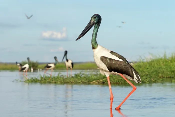 Framed Print : Black-necked storks (Ephippiorhynchus asiaticus) wading in shallow water, adult male in foreground, Corroboree billabong, Northern Territory, Australia Framed Print : Black-necked storks (Ephippiorhynchus asiaticus) wading in shallow water, adult male in foreground, Corroboree billabong, Northern Territory, Australia