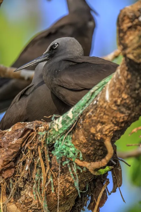 Framed Print : Black noddies (Anous minutus) pair sitting on nests with pieces of plastic entangled in nest, New Ireleand Province, Papua New Guinea Framed Print : Black noddies (Anous minutus) pair sitting on nests with pieces of plastic entangled in nest, New Ireleand Province, Papua New Guinea