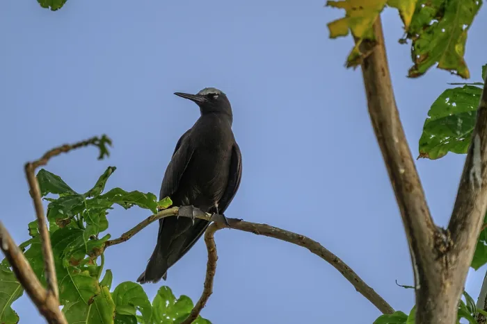 Framed Print : Black noddy (Anous minutus) perched on branch, Tench Island, Murat Marine Protected Area, New Ireland Province, Papua New Guinea Framed Print : Black noddy (Anous minutus) perched on branch, Tench Island, Murat Marine Protected Area, New Ireland Province, Papua New Guinea