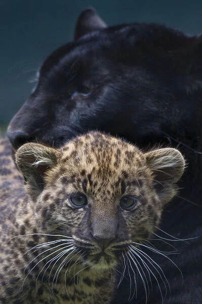 Black panther  /  melanistic Leopard (Panthera pardus) female with normal spotted cub