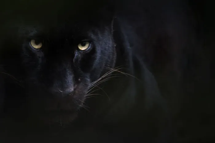 Framed Print : Black panther / melanistic Leopard (Panthera pardus) portrait, captive Framed Print : Black panther / melanistic Leopard (Panthera pardus) portrait, captive
