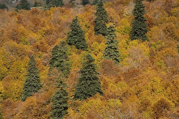 Black Pine (Pinus nigra) and Beech (Fagus sylvatica) forest, Valia Calda, Pindos NP
