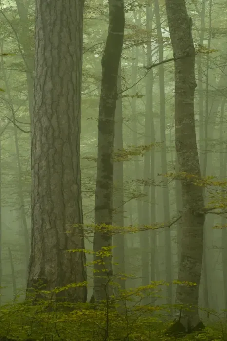Framed Print : Black pine (Pinus nigra) and Beech trunks in mist, Crna Poda Natural Reserve, Tara Canyon Framed Print : Black pine (Pinus nigra) and Beech trunks in mist, Crna Poda Natural Reserve, Tara Canyon