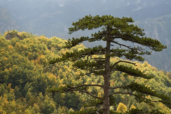 Black pine (Pinus nigra) towering over forest near Djurdjevica Tara, Tara Canyon