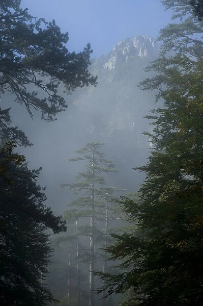 Black pines (Pinus nigra) with a distant mountain in light mist, Crna Poda Natural Reserve
