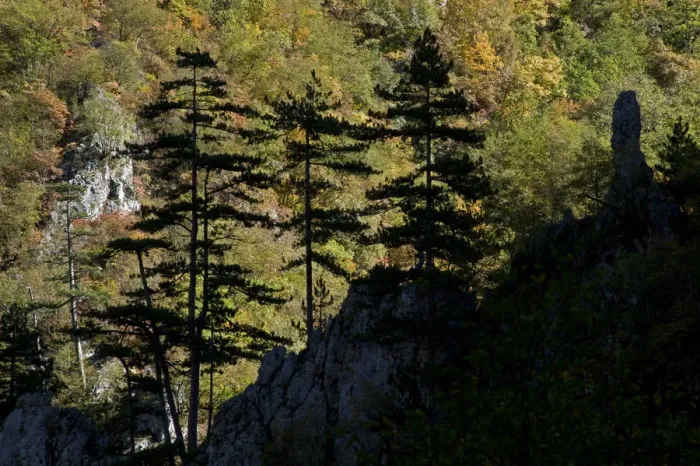Framed Print : Black pines (Pinus nigra) growing on rock ridge, silhouetted against Beech forest Framed Print : Black pines (Pinus nigra) growing on rock ridge, silhouetted against Beech forest